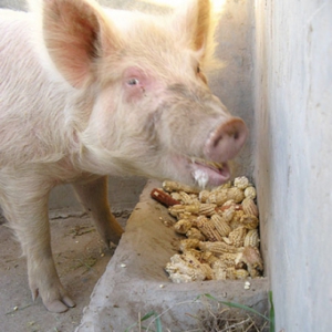 фото: комбикорм в нормах для одной свиньи 