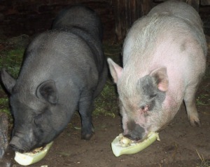 фото: расход комбикорма на свинью
