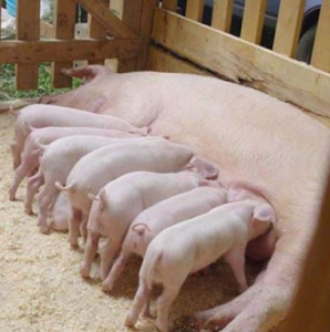 фото: состав комбикорма для свиноматок