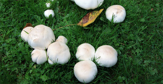 Белые степные грибы