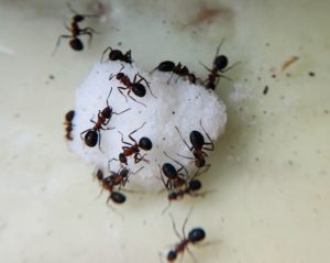 sugar-ants1