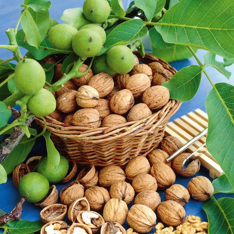 Целебная сила грецкого ореха — 20 рецептов народной медицины http://econet.ru/