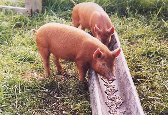 кормовые дрожжи для свиней 