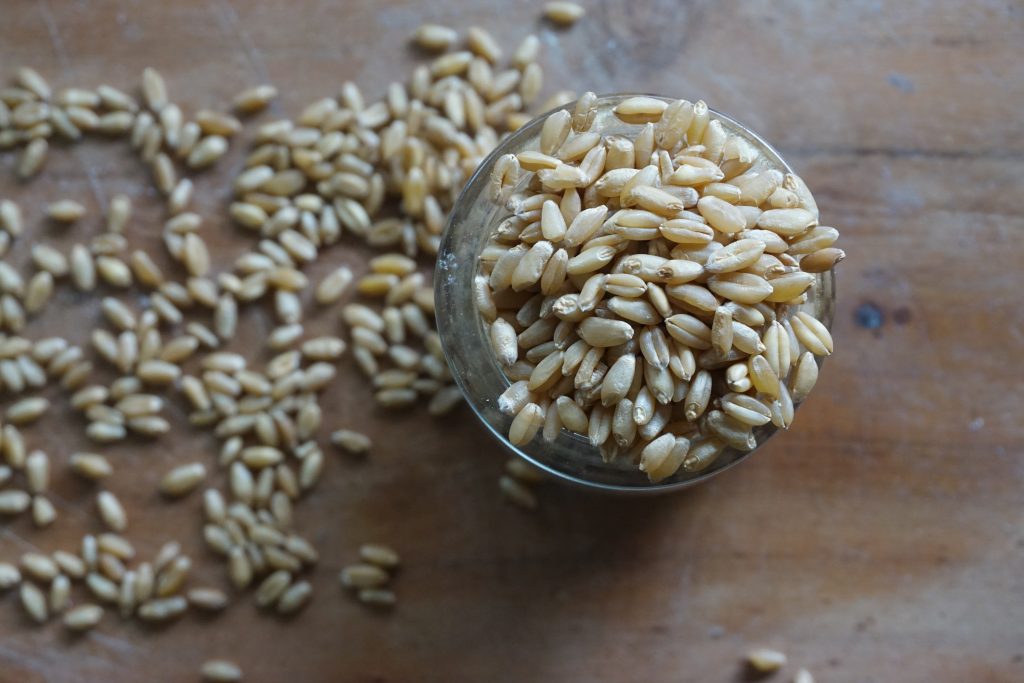 как прорастить пшеницу
