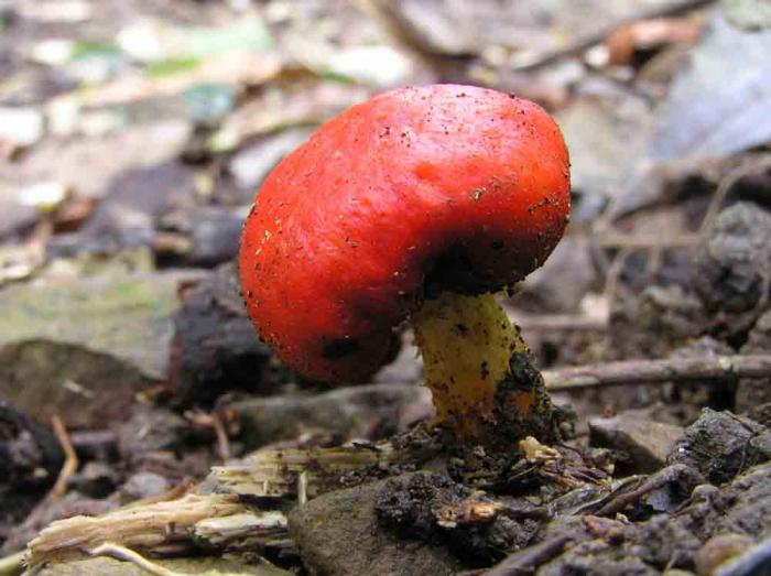 вегетативное размножение грибов