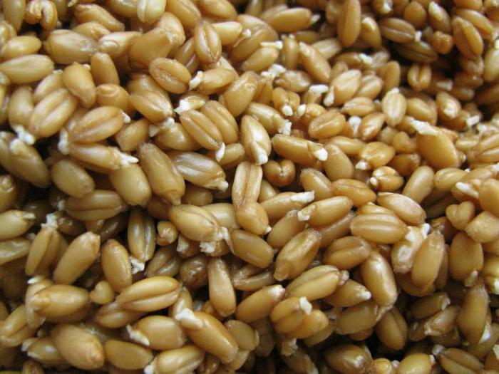 рецепт браги из пшеницы без дрожжей 