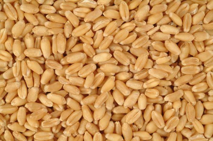 брага на пшенице без дрожжей 