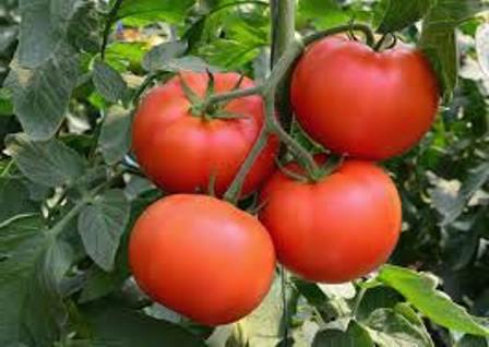рецепт подкормки помидоров дрожжами 