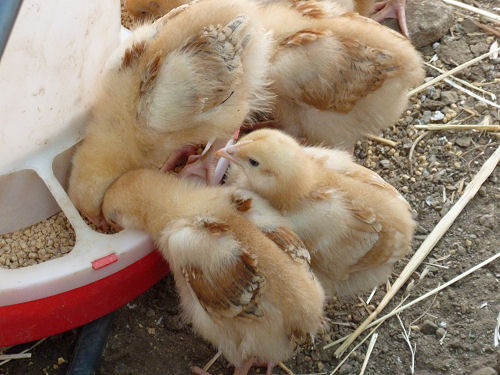 Как правильно кормить цыплят
