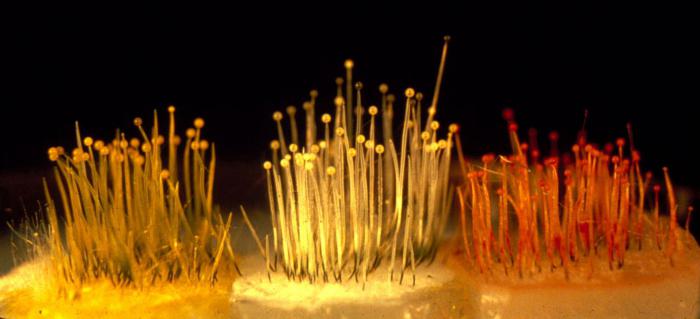 одноклеточные грибы примеры