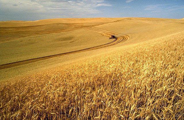 Пшеница: польза и вред