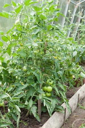 подкормка рассады томатов дрожжами