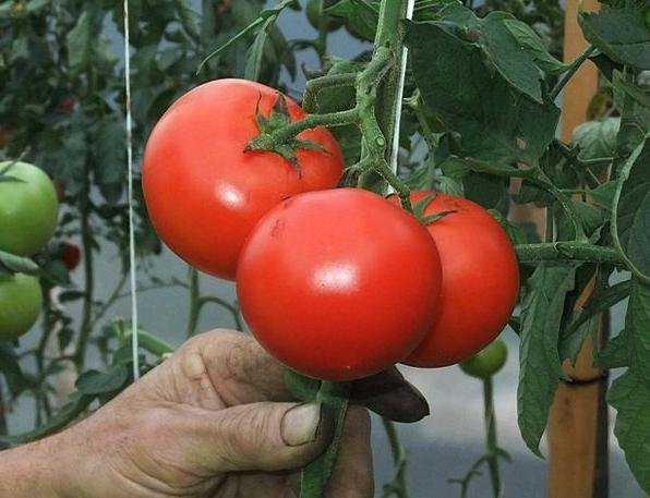 подкормка томатов дрожжами в теплице