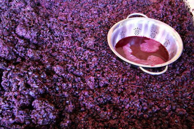 брожение виноградного сусла