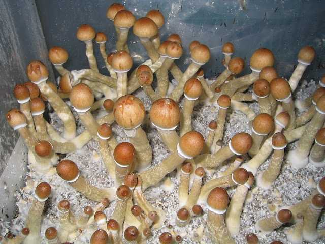 Колония грибов