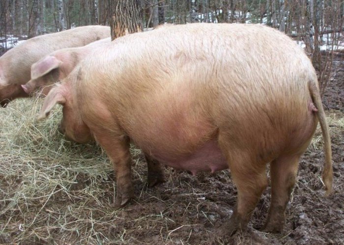 Свиноматка в период супоросности