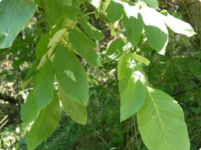 Свежие листья грецкого ореха отпугнут моль
