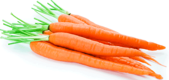 морковь для кур