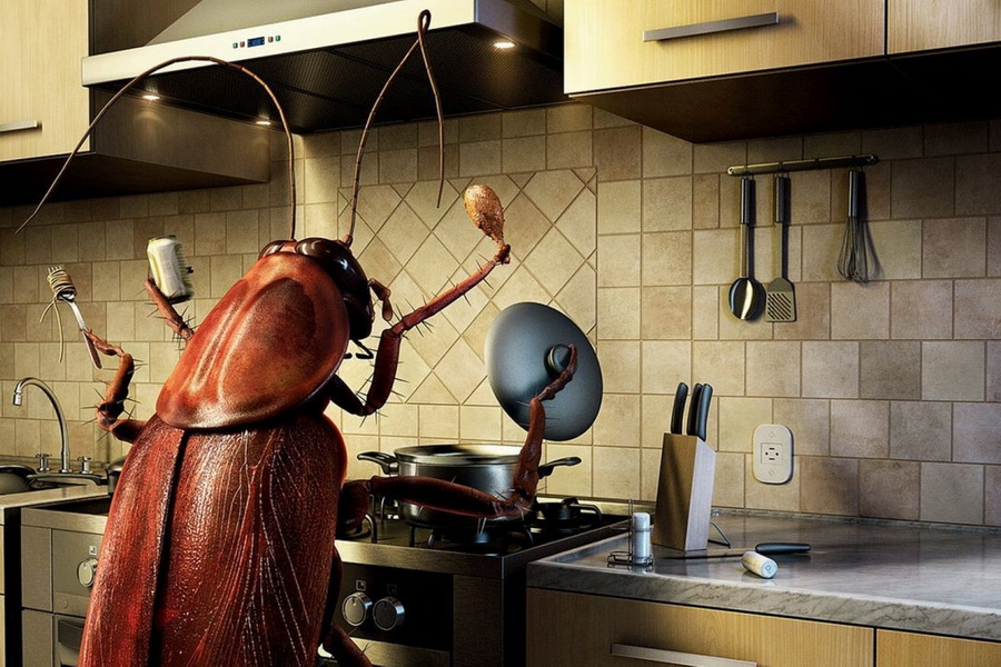 Не дайте насекомым хозяйничать на кухне