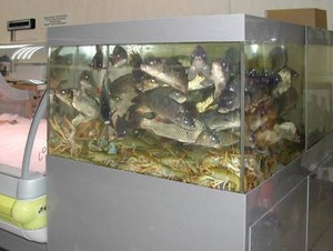Аквариум со свежей рыбой в магазине