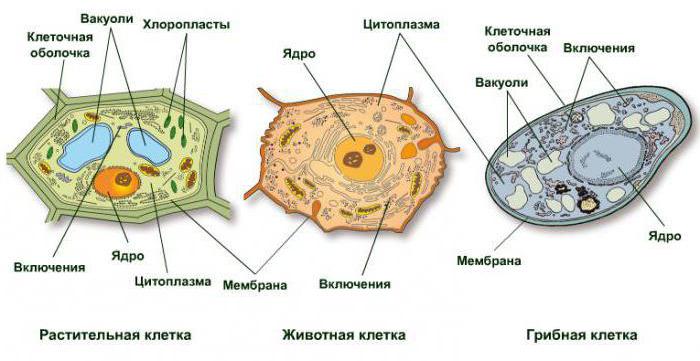 схема строения клетки гриба 