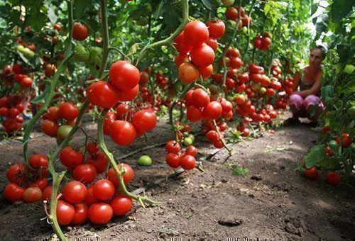 Подкормка помидоров дрожжами: популярные рецепты