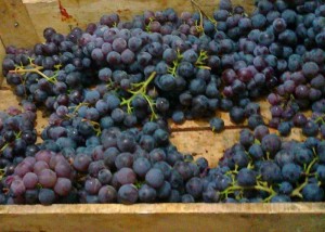 виноград для браги