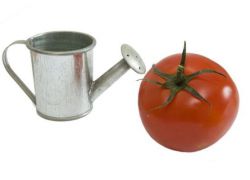 как поливать помидоры дрожжами