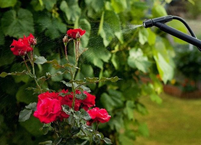 подкормка для садовых роз способы