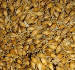 водка из пшеницы без дрожжей