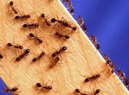 избавиться от муравьев