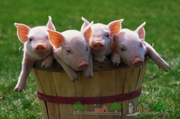 Выращивание и кормление свиней и поросят в домашних условиях: как и чем правильно кормить и сколько нужно корма