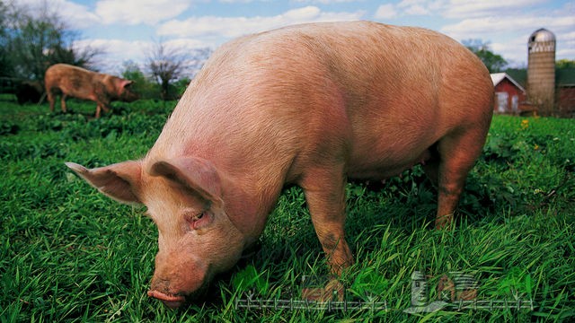 Выращивание и кормление свиней и поросят в домашних условиях: как и чем правильно кормить и сколько нужно корма