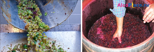 Рецепты приготовления виноградной браги для самогона в домашних условиях