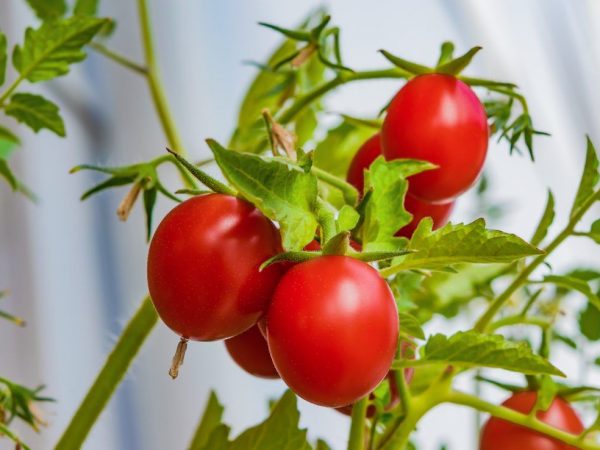 Подкормка рассады помидоров дрожжами