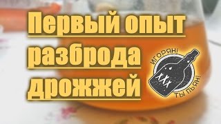 Домашнее Пивоварение. Первый опыт разбраживания пивных дрожжей.