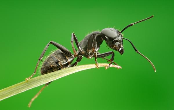Иногда муравьи становятся бедствием для садоводов и огородников