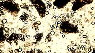 Мука пшеничная высший сорт под микроскопом (водная эмульсия) 4х, 10х, 40х
