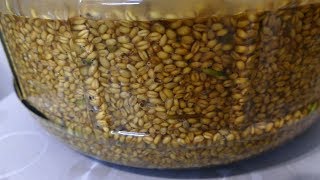 Рецепт пшеничной браги на диких дрожжах