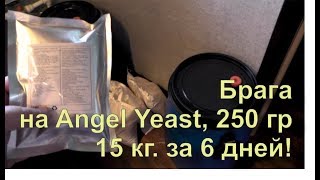Рецепт браги на спиртовых дрожжах Angel Yeast - Angel YH, 250 гр