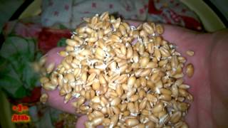 Самогон из пшеницы / Проращивание пшеницы для браги / Часть 1