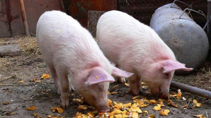 Кормление свиней овощами