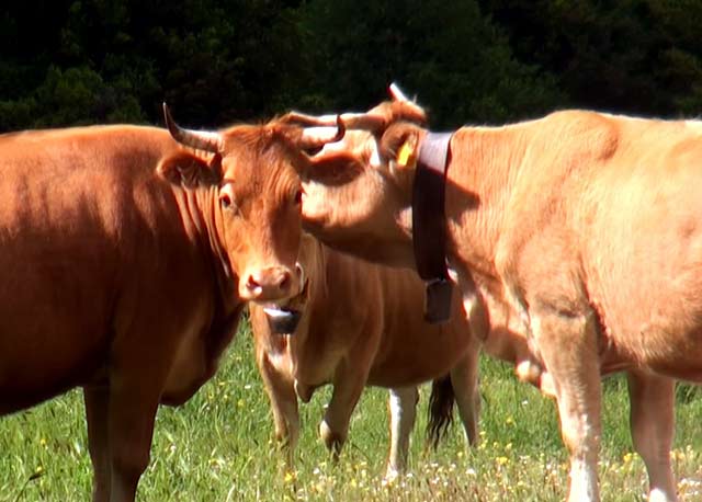 Для коров очень полезны кормовые дрожжи