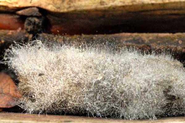 Как вырастить гриб мукор на хлебе в домашних условиях