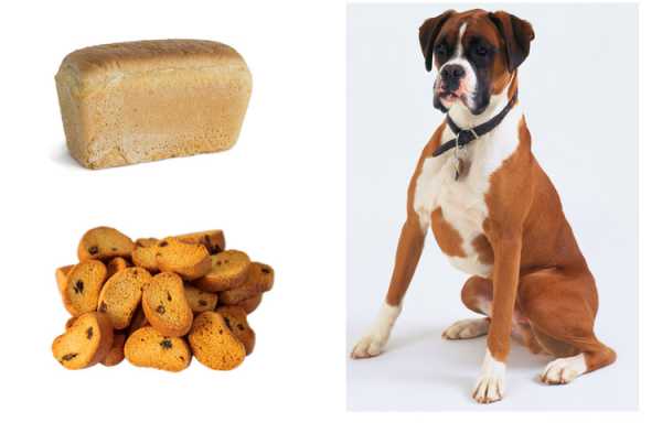 Собака хлеб