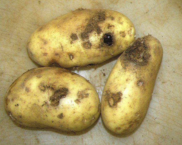 Испорченный картофель
