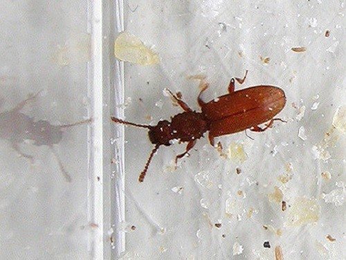 Как избавиться от жучков в муке и крупе: что делать, если завелись жуки?