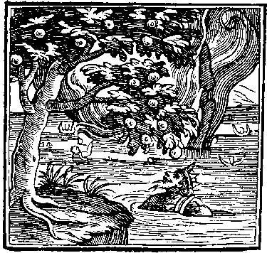 танталові муки