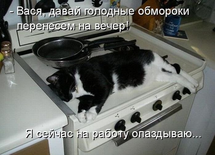 котдиета