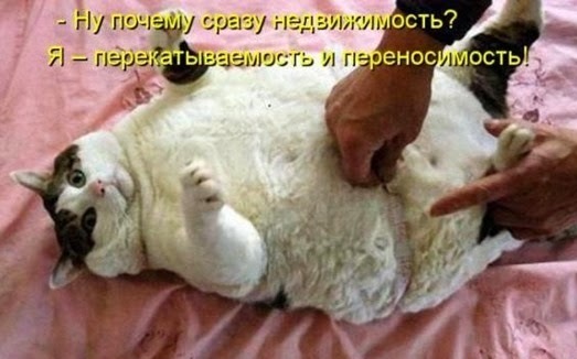 коточеньтолстый